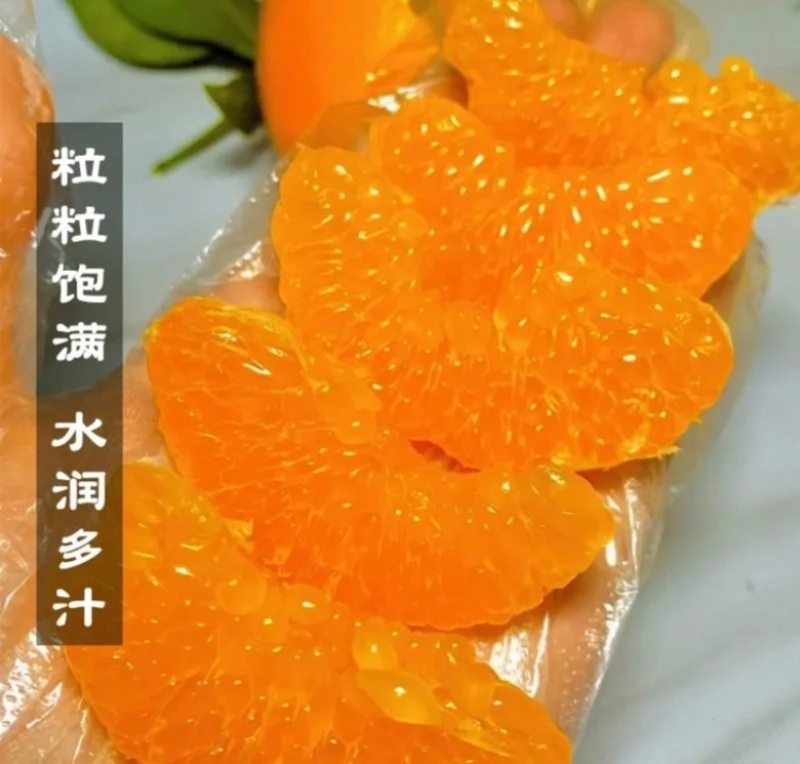 精品粑粑柑现摘现发品质保证量大从优欢迎来电