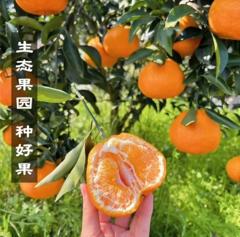精品粑粑柑现摘现发品质保证量大从优欢迎来电
