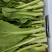 白菜苔