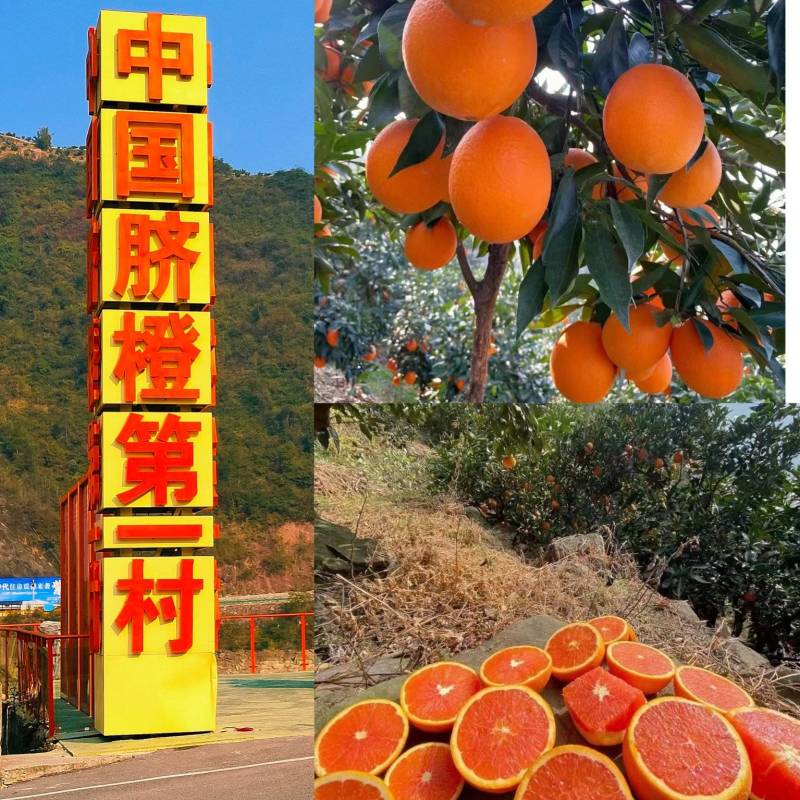 秭归脐橙纽荷尔血橙长虹脐橙自产自销果园看果论价整车发货