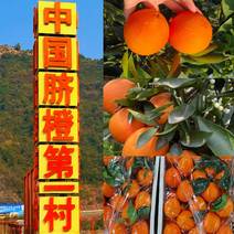 【橙子】秭归脐橙挂树鲜果果园看果纯甜爆汁坏果包赔
