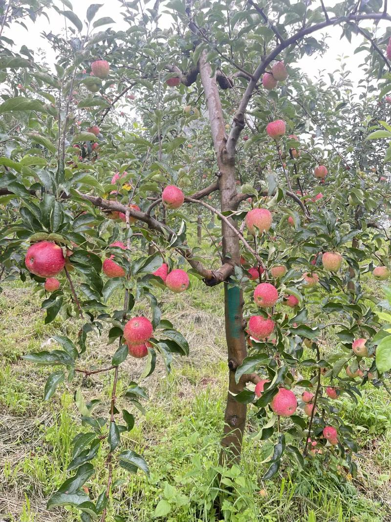 2公分矮干苹果树苗3公分4公分苹果树5公分苹果树