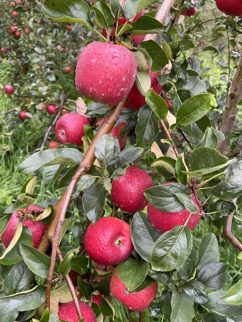 2公分矮干苹果树苗3公分4公分苹果树5公分苹果树