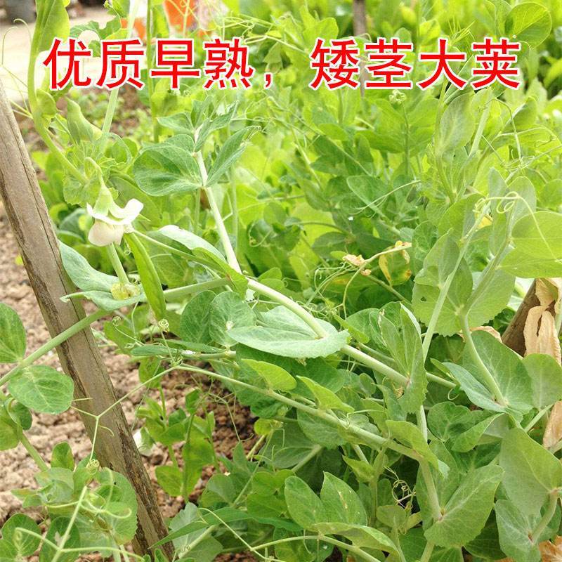 豆角苗青条白条豆角苗不搭架豆角苗长豇豆苗摘不败豆角苗