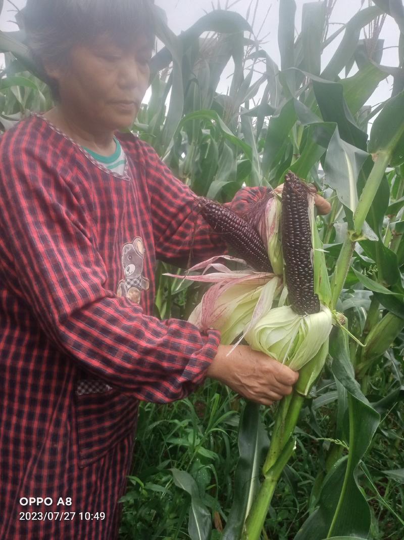 【热卖】杂交玉米成单99，知名专家选育，高产优质玉米种子