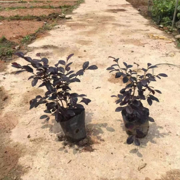 高度20厘米红继木