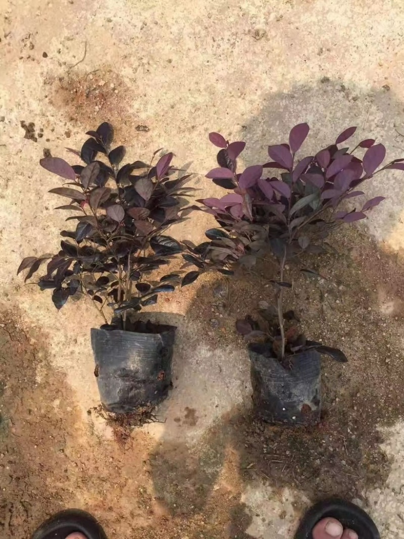 高度20厘米红继木
