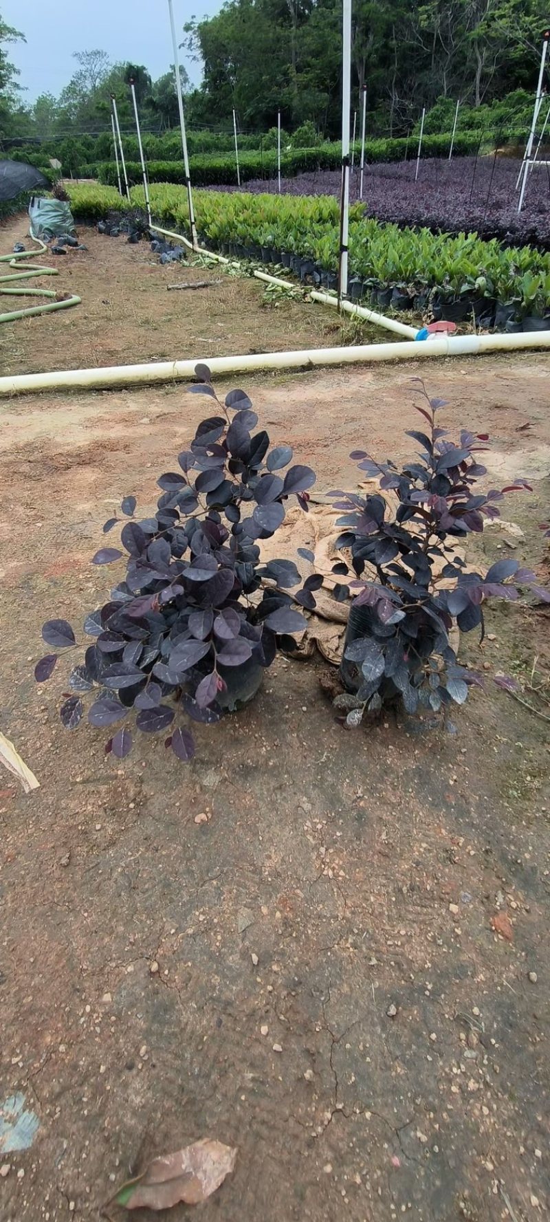 高度20厘米红继木