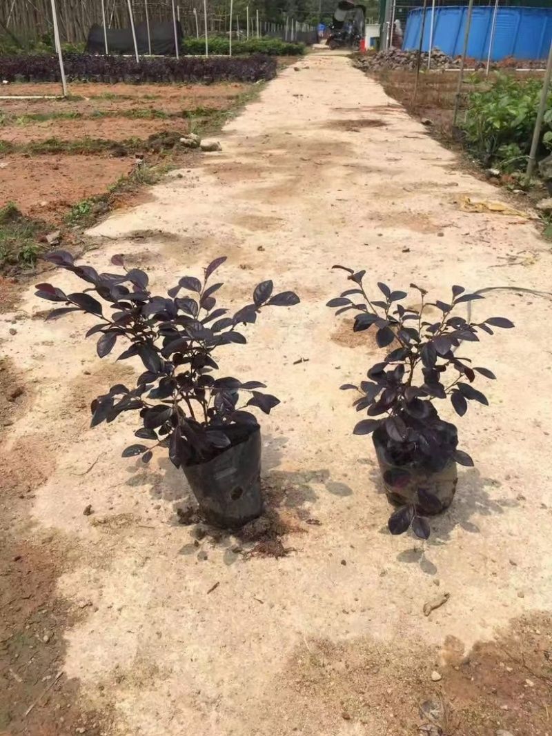 高度20厘米红继木