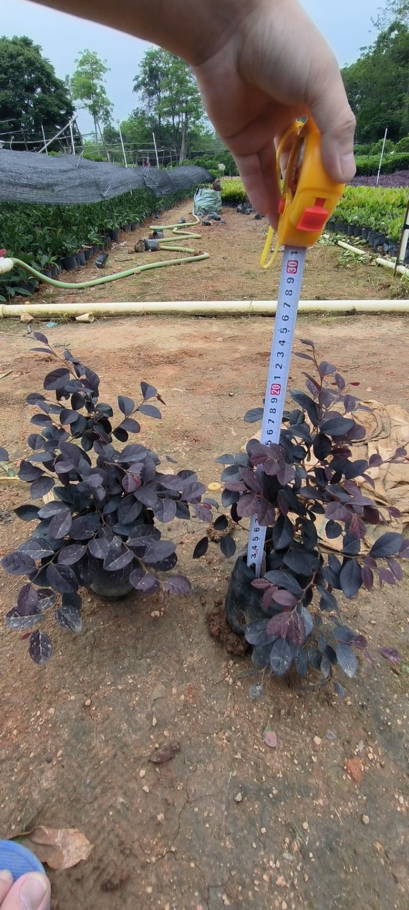 高度20厘米红继木