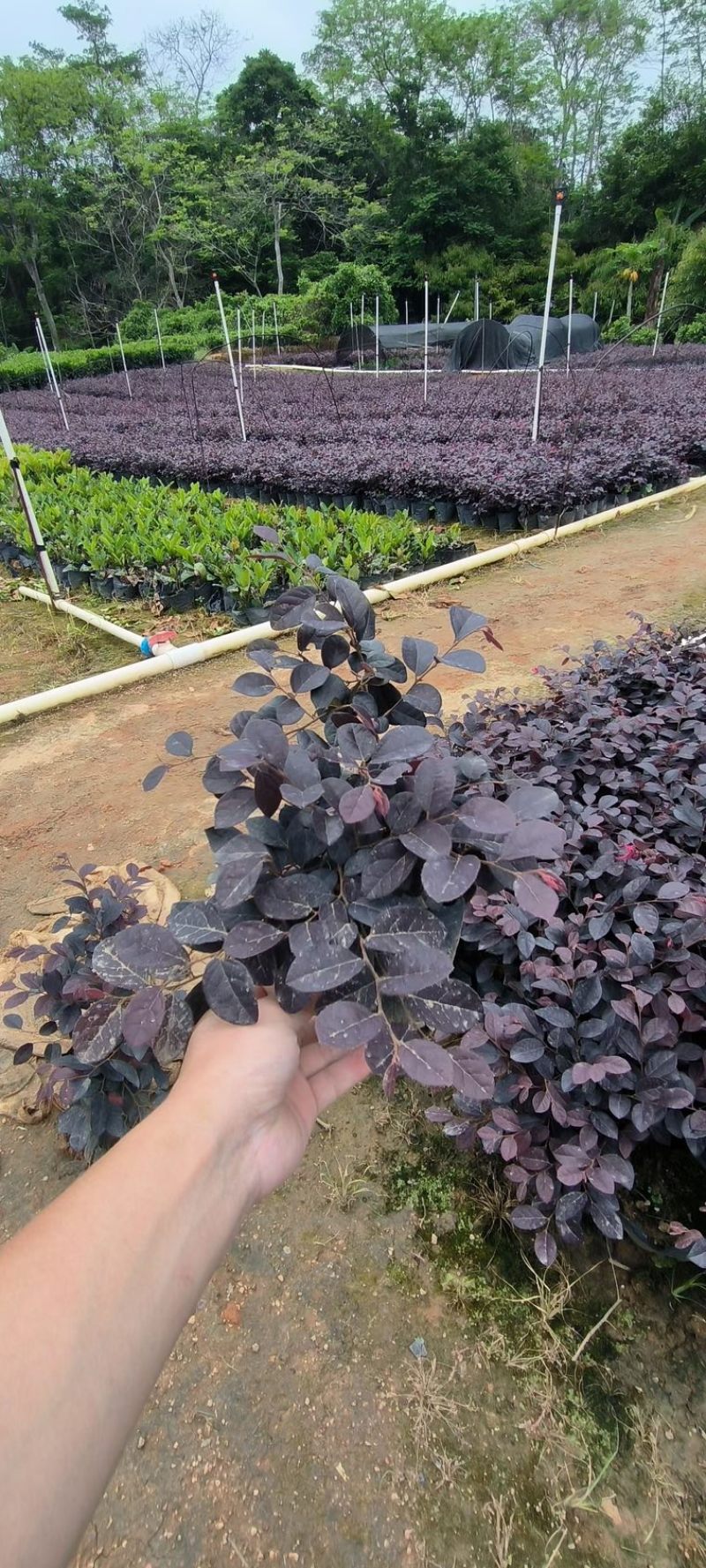 高度20厘米红继木