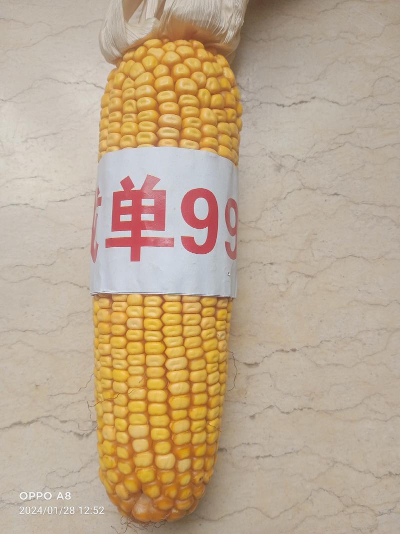 【热卖】杂交玉米成单99，知名专家选育，高产优质玉米种子