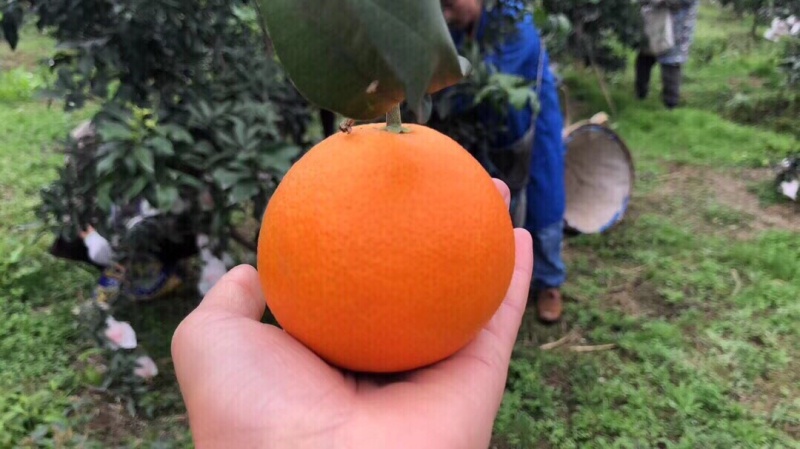 爱媛果冻橙，电商果，市场货，精品货都有