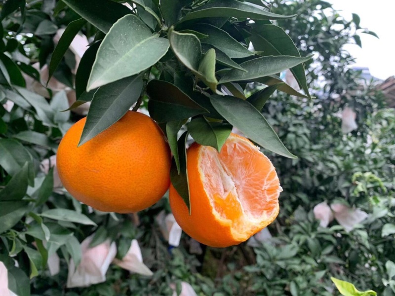 爱媛果冻橙，电商果，市场货，精品货都有