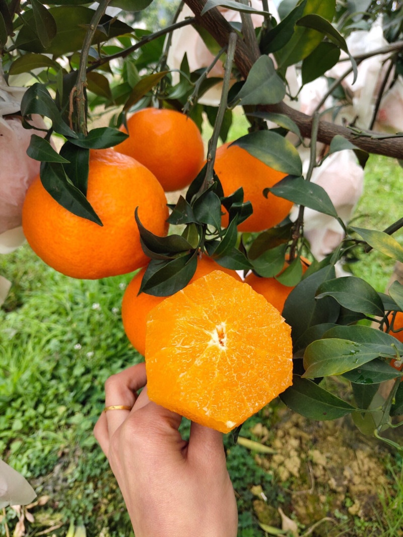 爱媛果冻橙，电商果，市场货，精品货都有