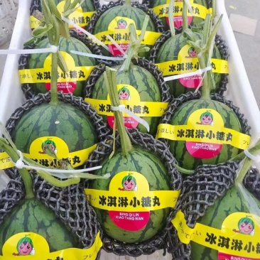 《新品》小糖丸西瓜、产地直供各大市场、商超、电商、赶集
