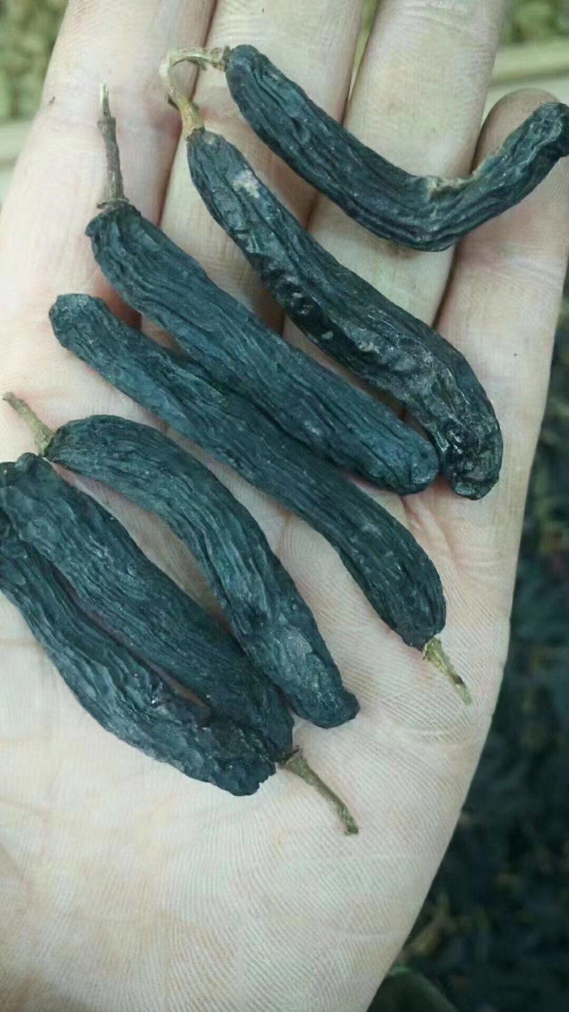 新疆蓝宝石葡萄干又称美人指葡萄干，葡萄界的爱马仕。