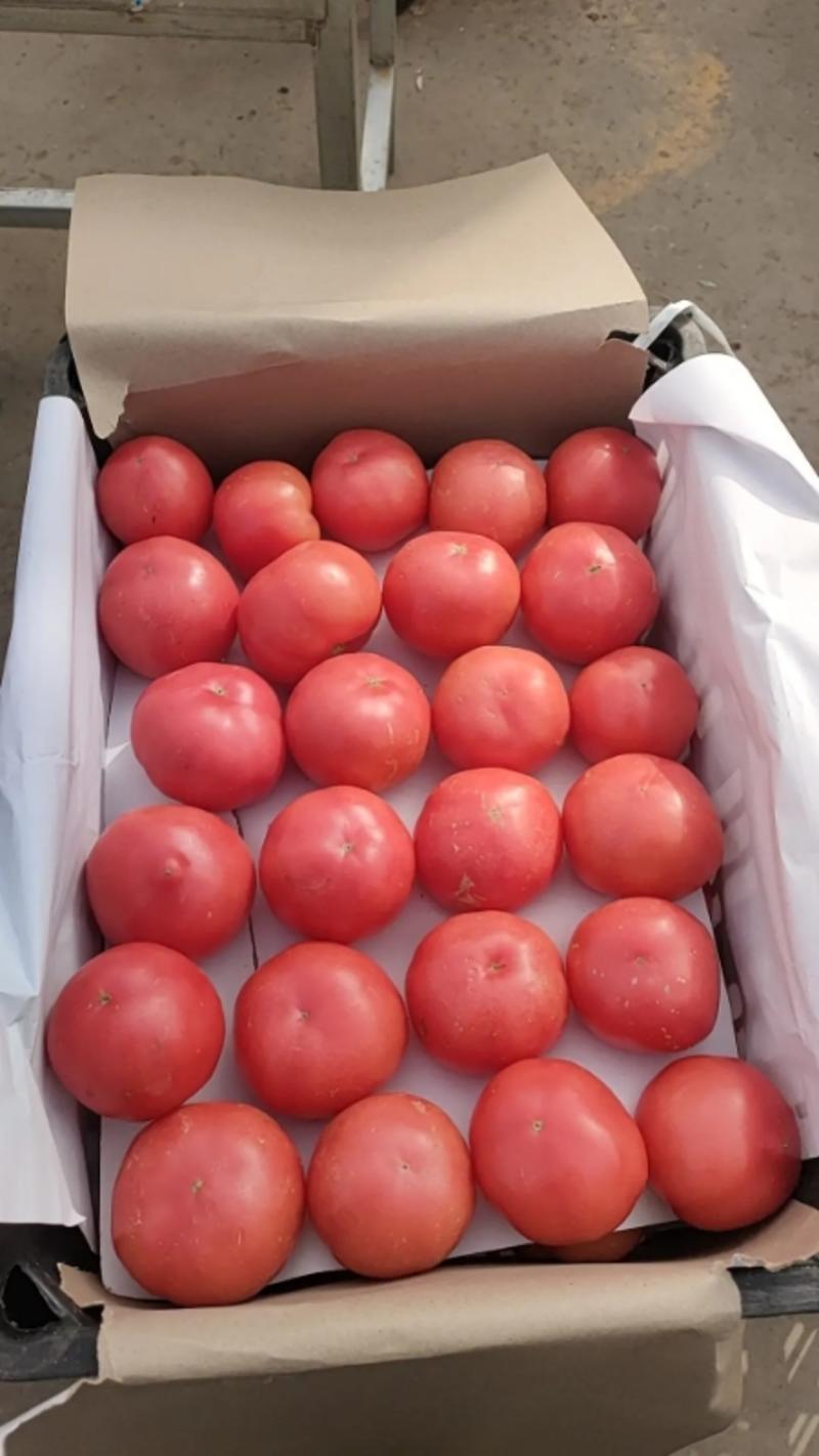 河北西红柿规格齐全货源充足对接大型批发商欢迎致电