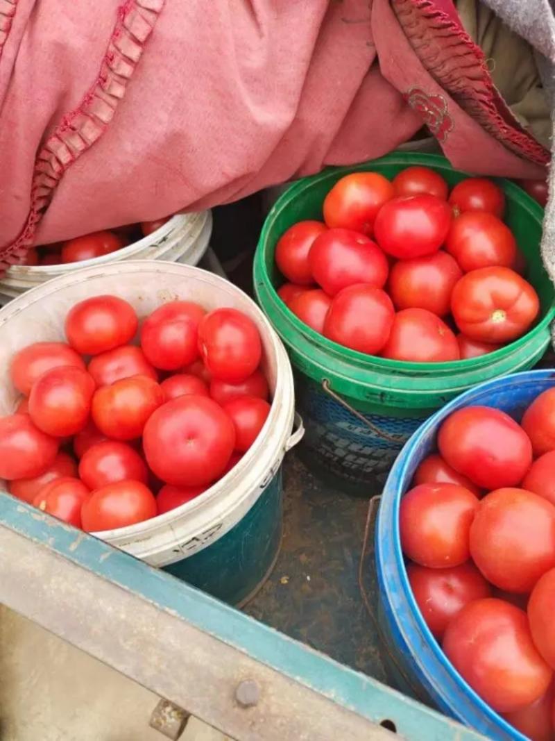 河北西红柿规格齐全货源充足对接大型批发商欢迎致电