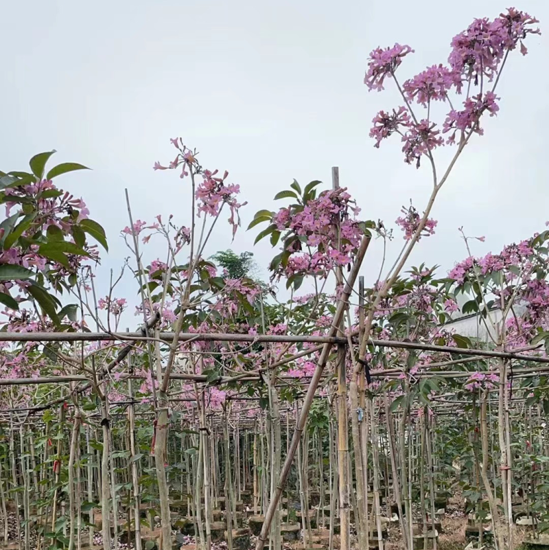 紫花风铃木