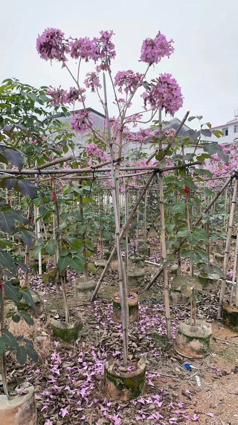 紫花风铃木