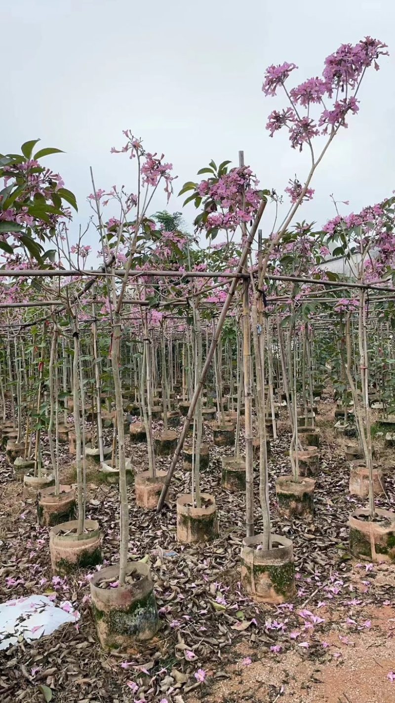 紫花风铃木