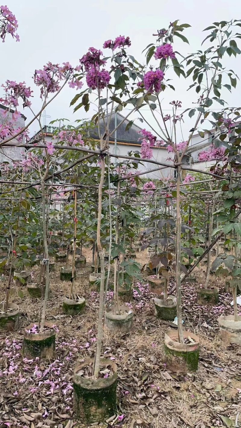 紫花风铃木