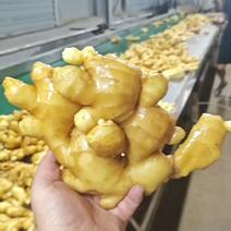 安徽大黄姜产地直销货源充足，坏烂包赔质量保证一手货源