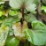 天生地养折耳根鱼腥菜纯野生凉菜天花板川菜鲜食现摘现发