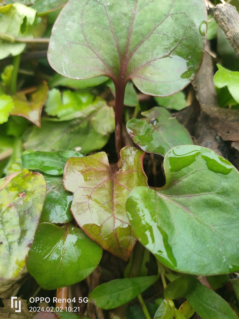 天生地养折耳根鱼腥菜纯野生凉菜天花板川菜鲜食现摘现发