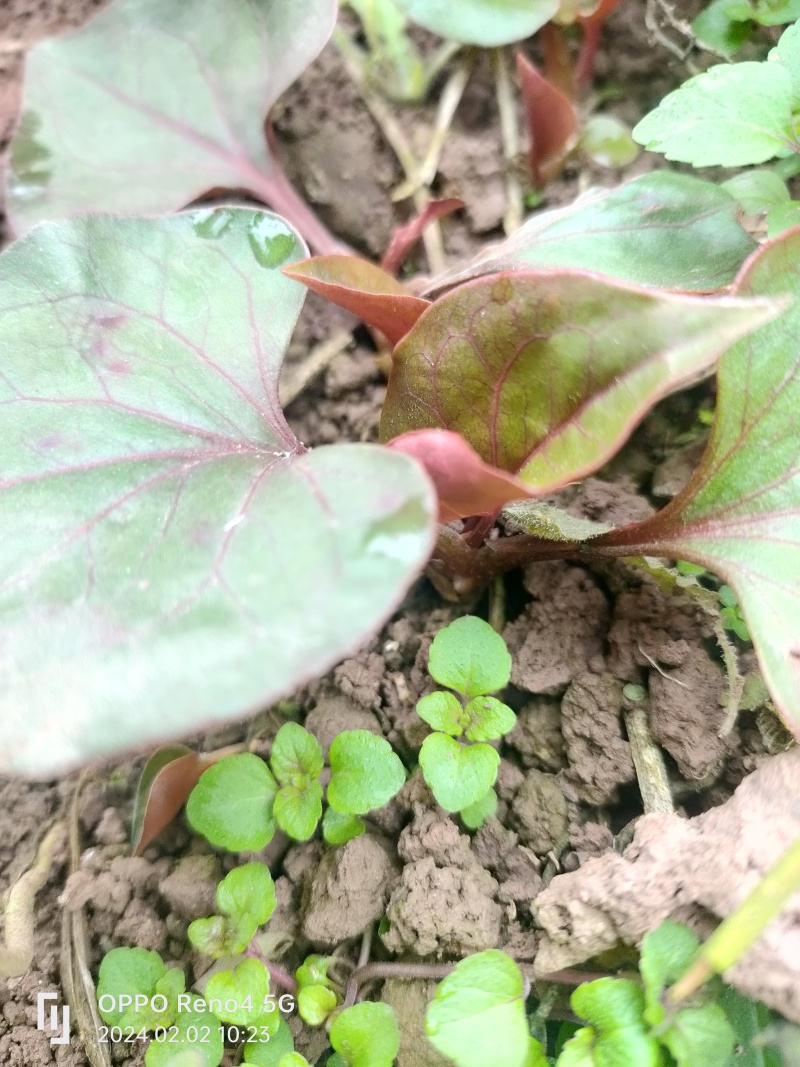 天生地养折耳根鱼腥菜纯野生凉菜天花板川菜鲜食现摘现发