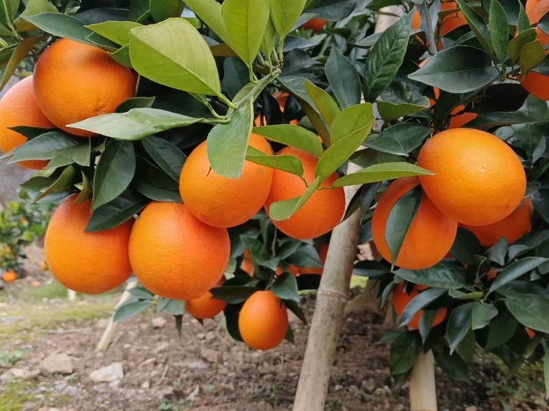 奉节脐橙代办