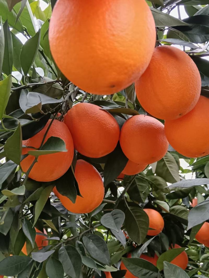 奉节脐橙代办