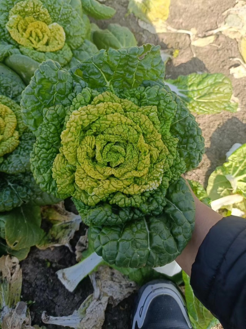精品大棚黄心菜，乌塌菜，大量有货，价格很不错