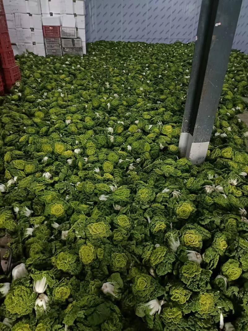精品大棚黄心菜，乌塌菜，大量有货，价格很不错
