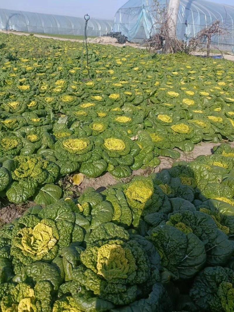精品大棚黄心菜，乌塌菜，大量有货，价格很不错