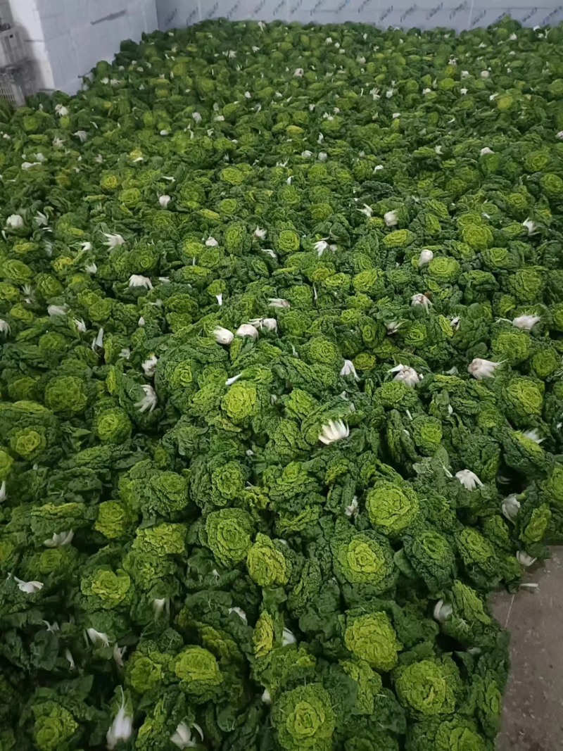 精品大棚黄心菜，乌塌菜，大量有货，价格很不错