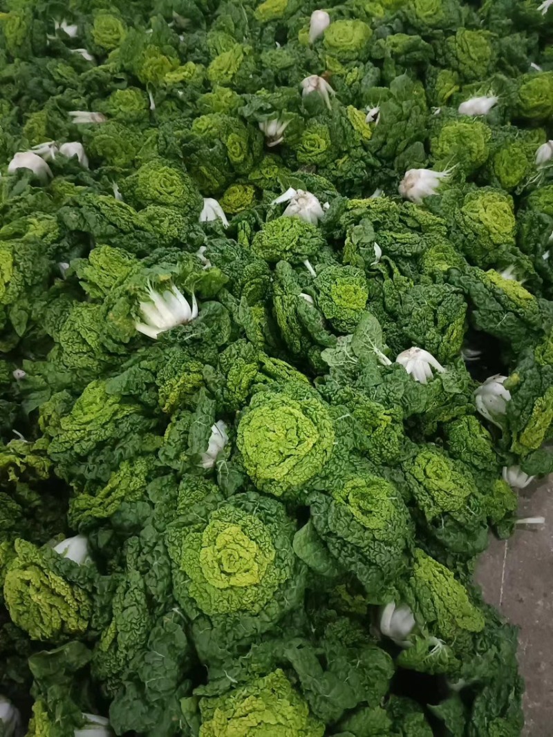 精品大棚黄心菜，乌塌菜，大量有货，价格很不错