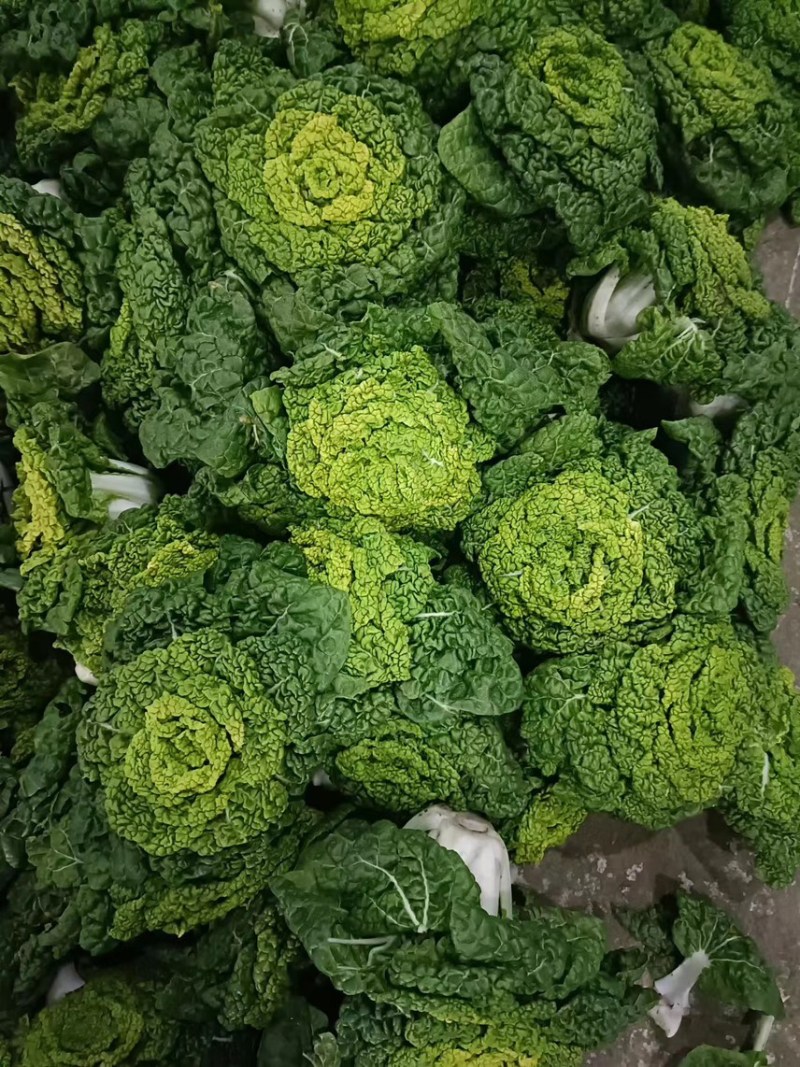 精品大棚黄心菜，乌塌菜，大量有货，价格很不错