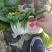 精品大棚黄心菜，乌塌菜，大量有货，价格很不错