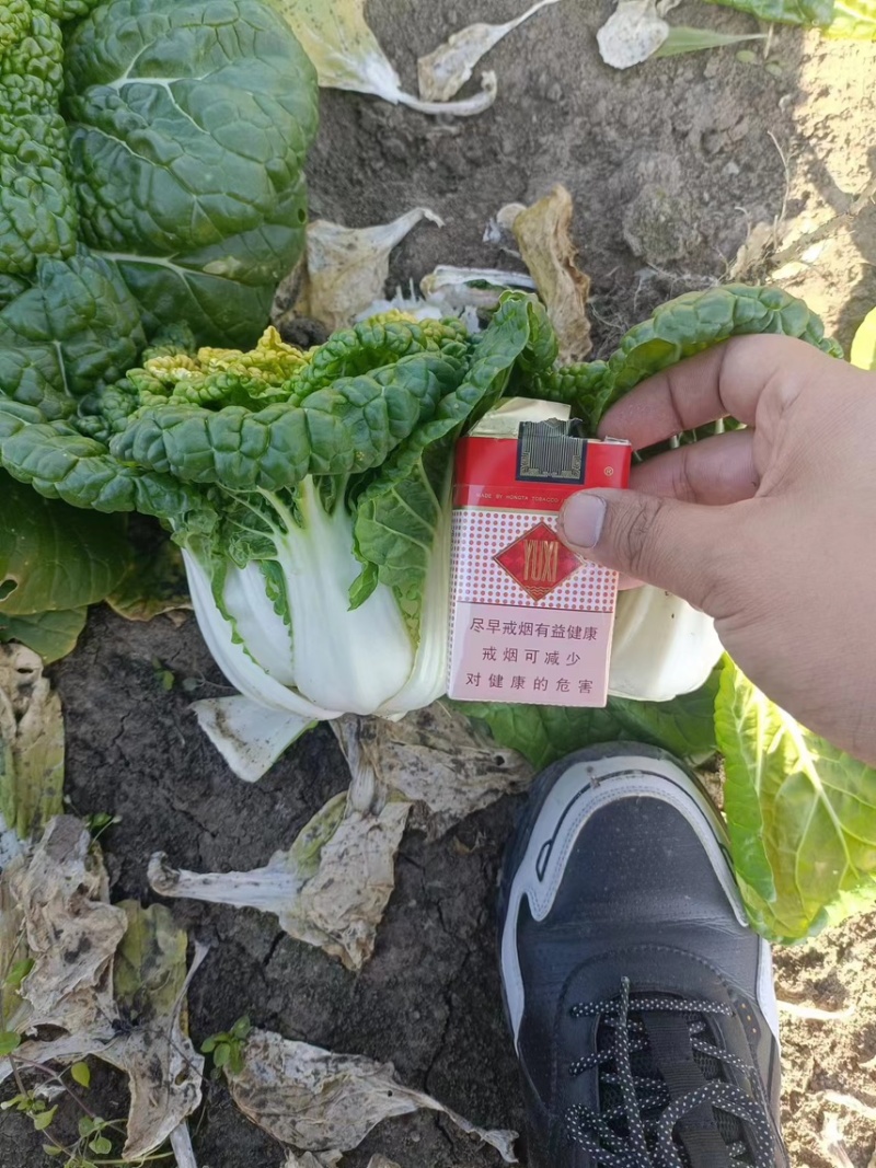 精品大棚黄心菜，乌塌菜，大量有货，价格很不错