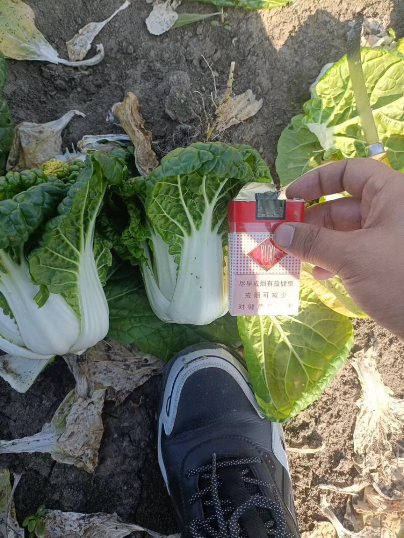 精品大棚黄心菜，乌塌菜，大量有货，价格很不错