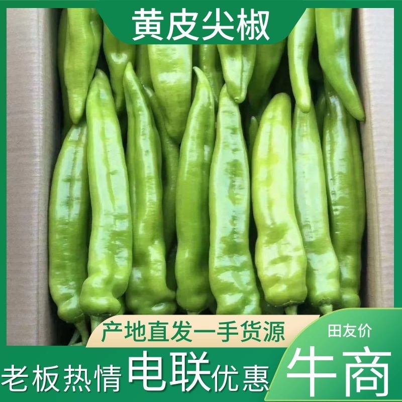 福建鲜辣椒螺丝椒黄皮圆椒，一手货源只做精品