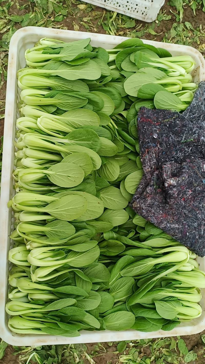 精品小中科上海签