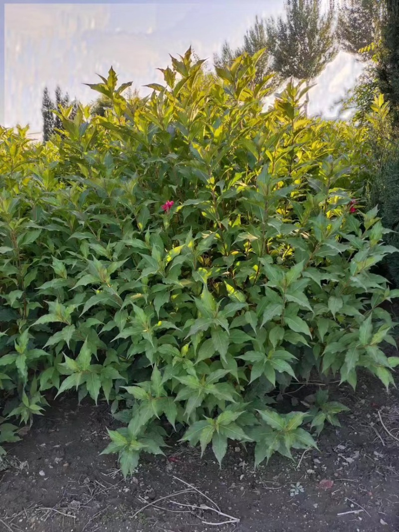 【红王子锦带】根系发达，价格优惠，苗圃直发，欢迎老板电联