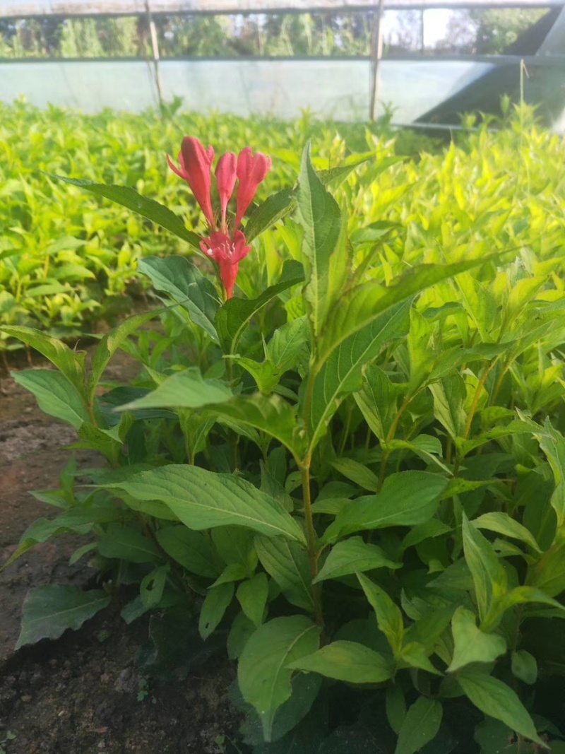 【红王子锦带】根系发达，价格优惠，苗圃直发，欢迎老板电联