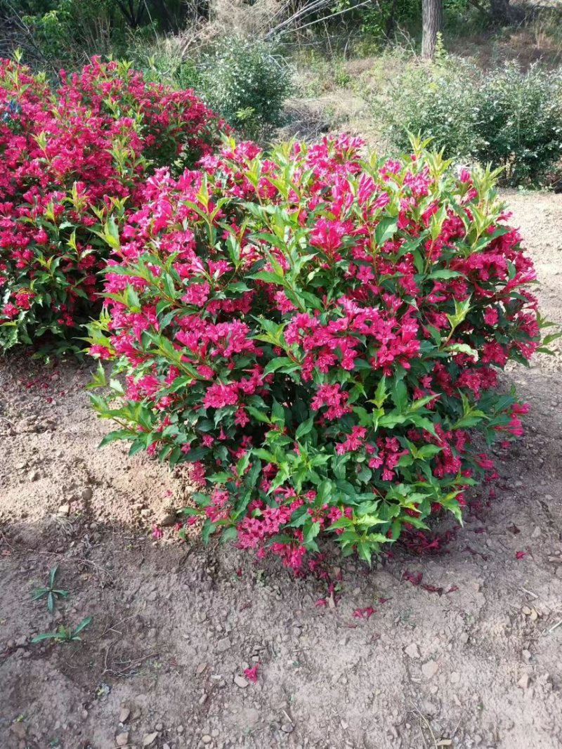 【红王子锦带】根系发达，价格优惠，苗圃直发，欢迎老板电联