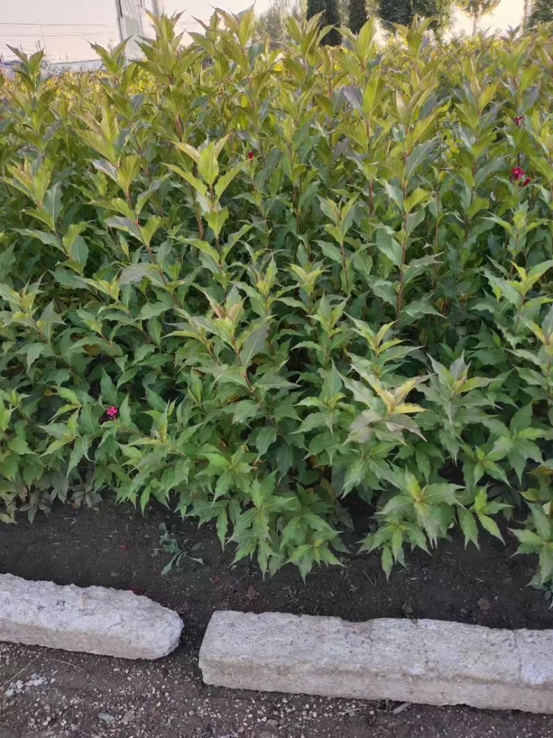 【红王子锦带】根系发达，价格优惠，苗圃直发，欢迎老板电联