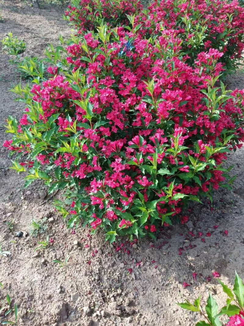 【红王子锦带】根系发达，价格优惠，苗圃直发，欢迎老板电联