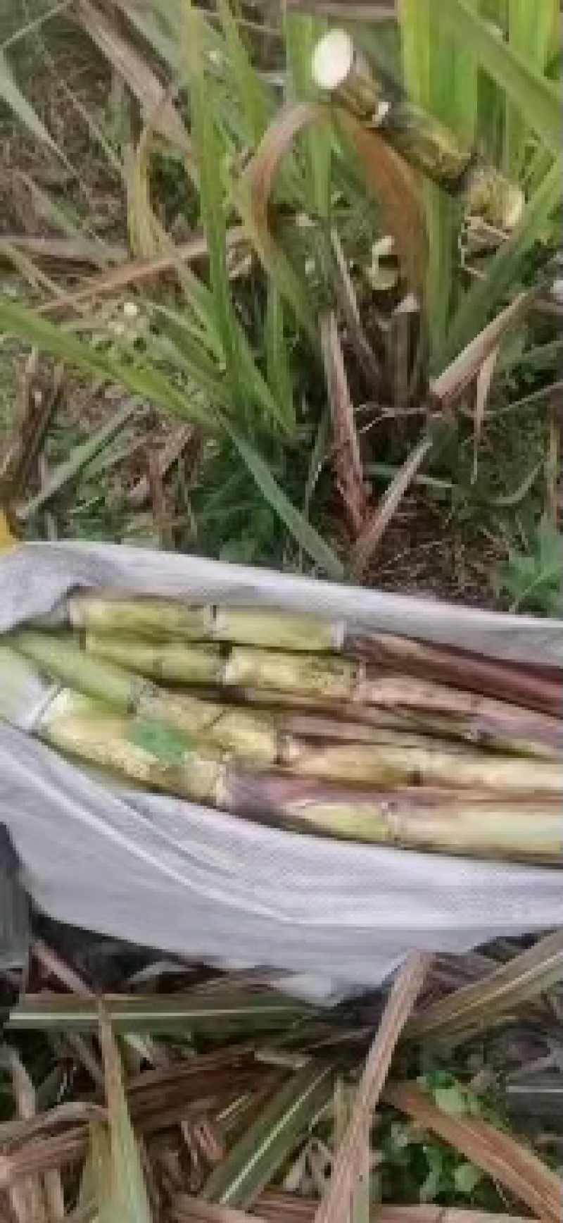 黄金甘蔗种苗